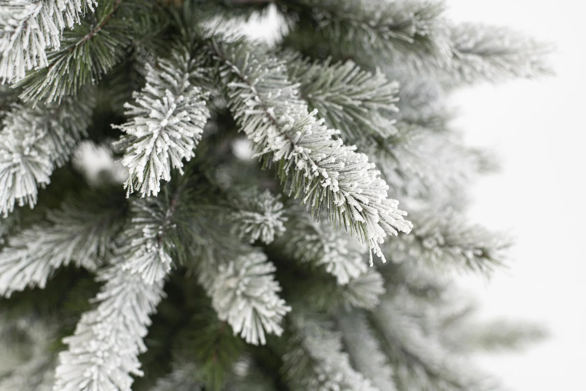 Weihnachtsbaum Cedar Kiefer Frost 210 cm - 6