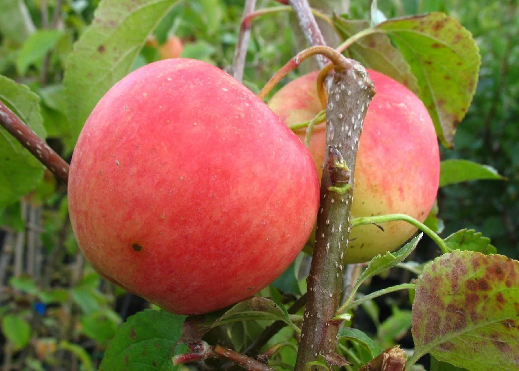 Apfel "Pinova" Busch, im 10L-Container - 1