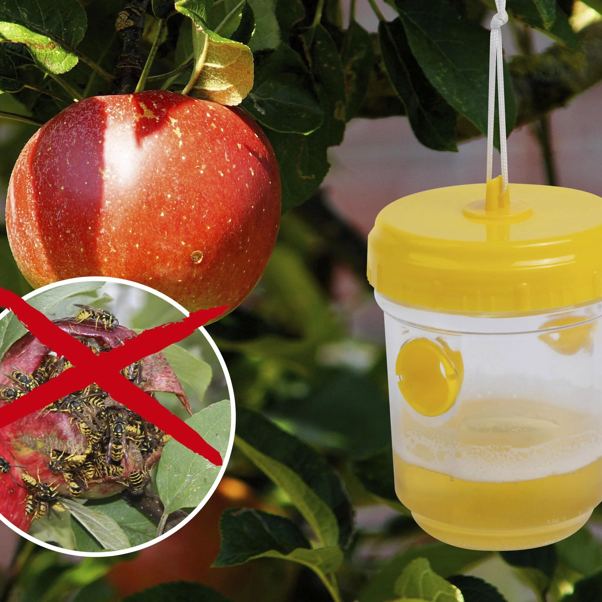 Wespenfalle 2er-Set - 5