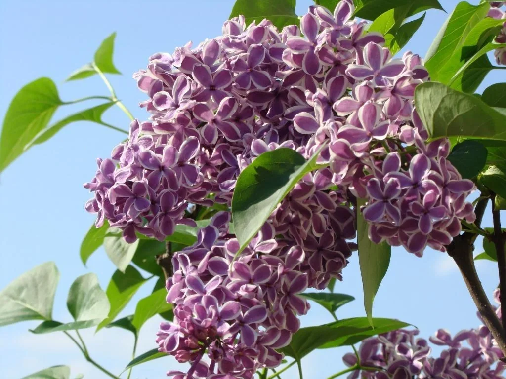 Edelflieder Sensation - Syringa vulg. - 12 L Topf 80-100 cm - 4