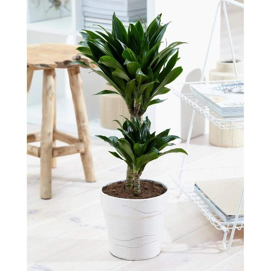 Flower-up Tropical mix set 4 Stück 25-50 Cm Musa Oriental Dwarf, Chamadorea Elegans, Dracaena Compacta, Coffea Arabica - 6