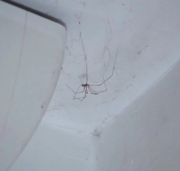 Ultraschall-Schädlingsvertreiber - 11