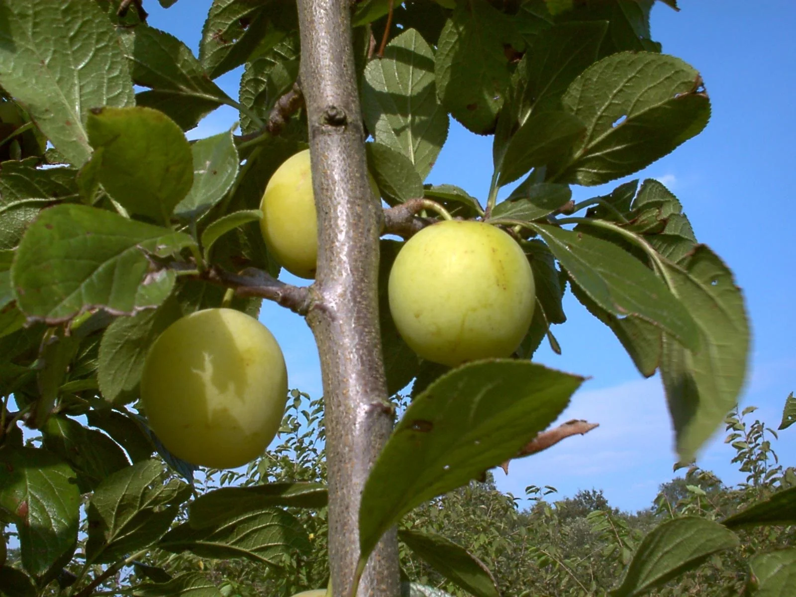 Pflaume "Oullins Reneclode" Busch, im 10L-Container, saftreich, süß, mild gewürzt - 1