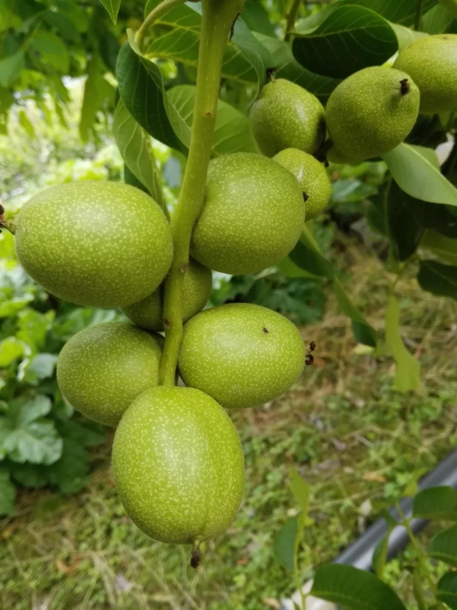 Walnuss "Franquette", 10L-Container, grosse Nüsse - 1