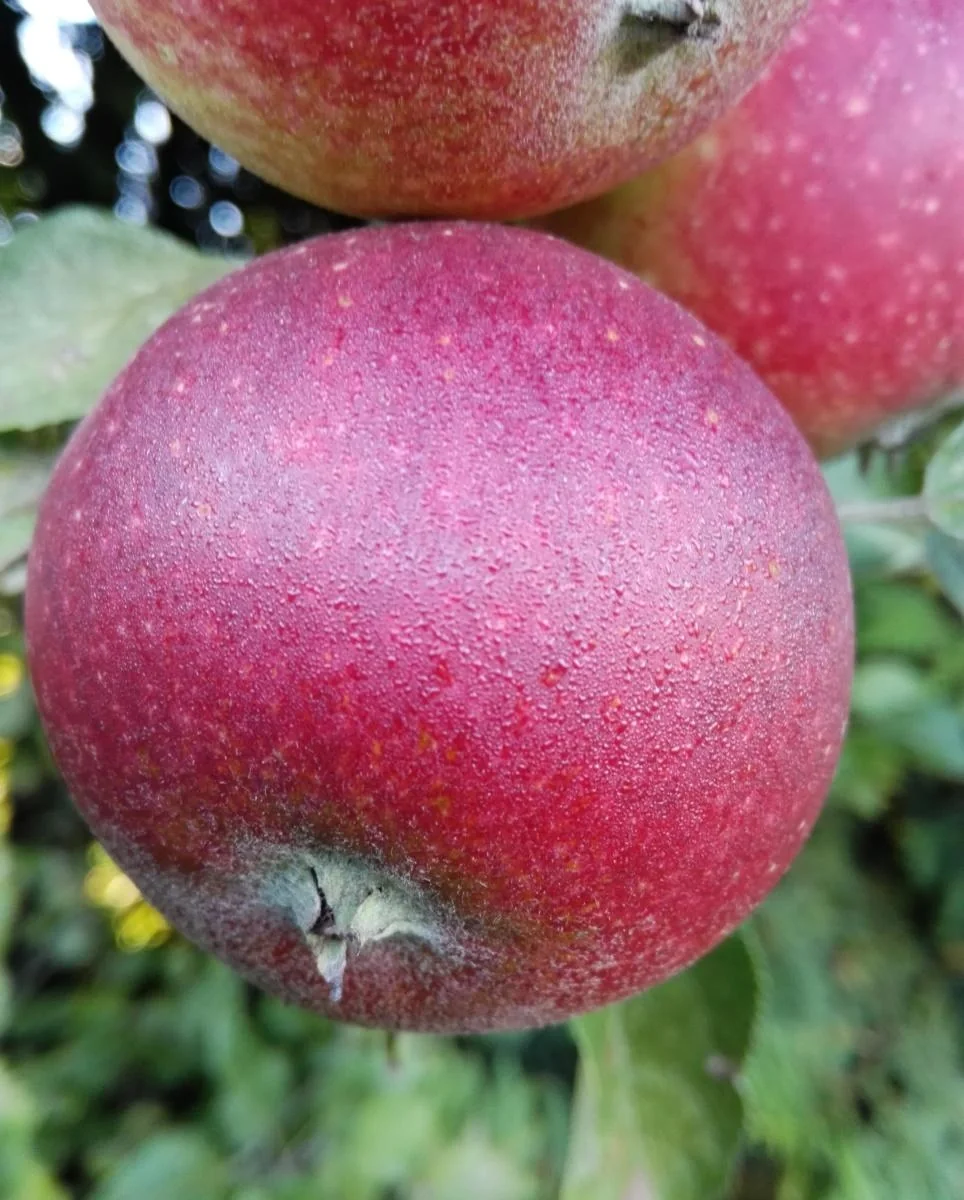 Apfel "Ingrid Marie" Busch im 10L-Container - 1