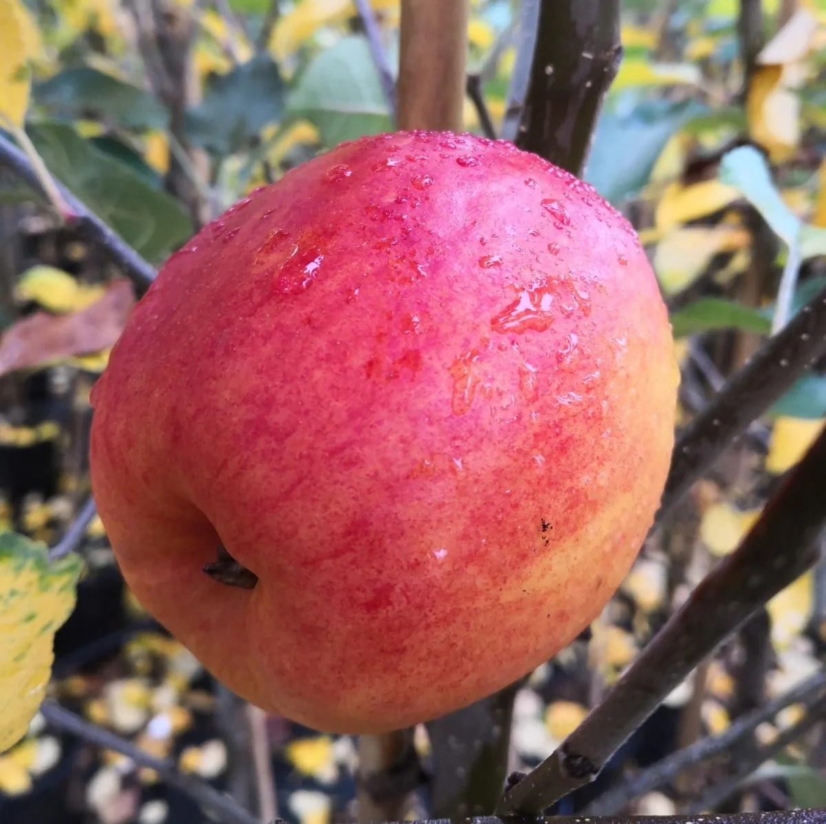 Apfel "Rebella" Busch, im 10L-Container - 1