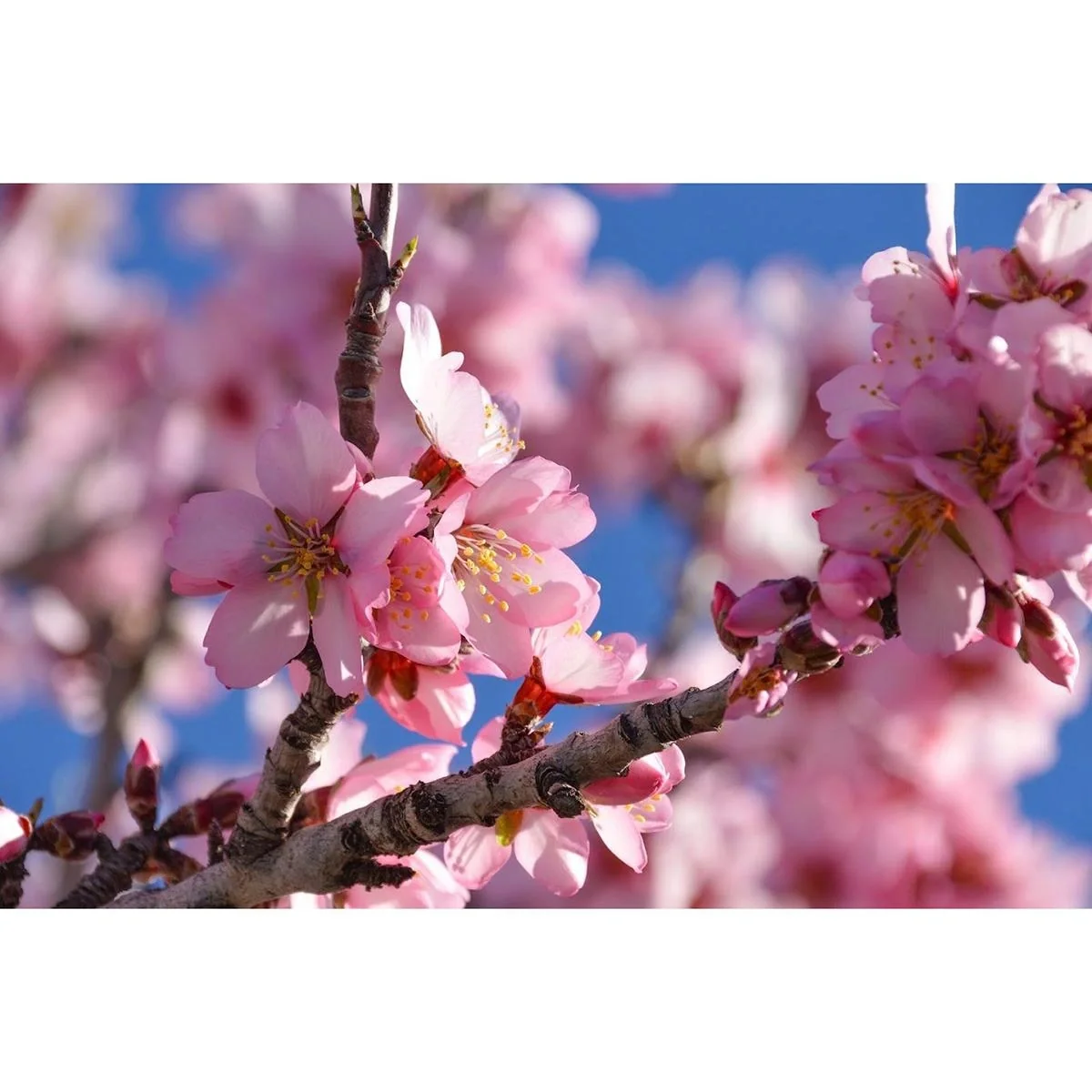 Blühender Mandelbaum - Prunus Triloba XXL - (140-160Cm) - 2 Stück - 7
