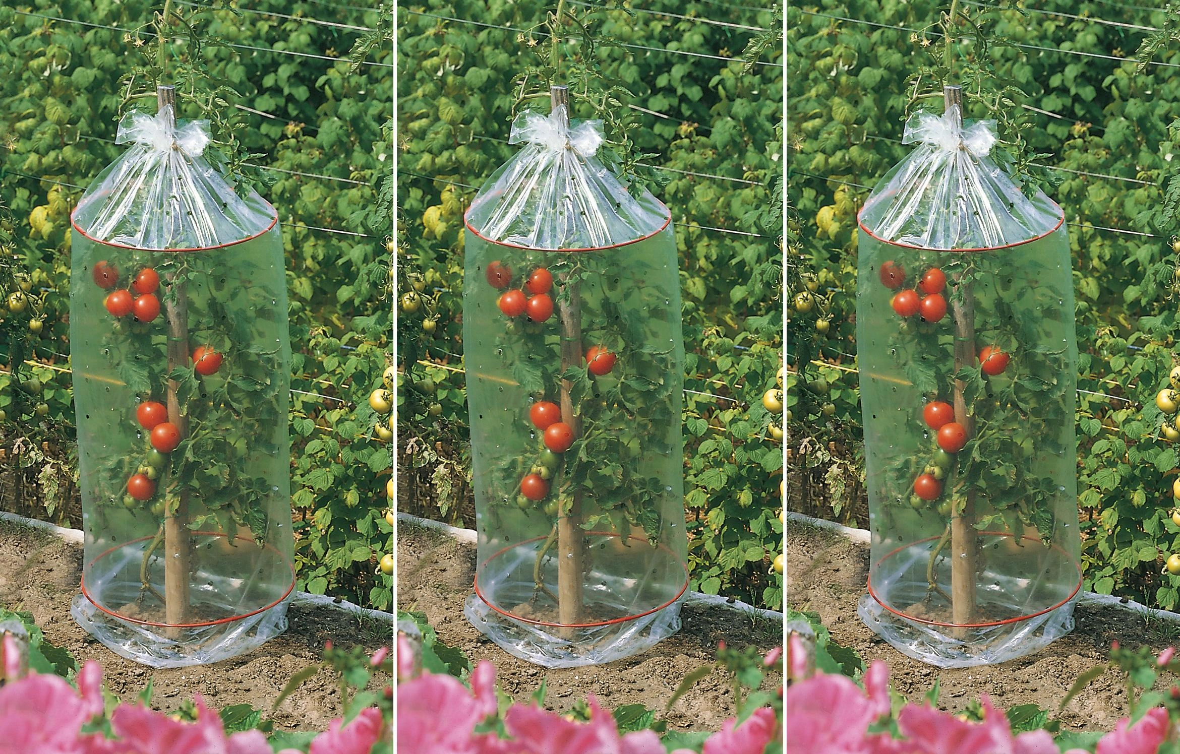 Tomaten Schutzhauben 3 x 3er Set - 2
