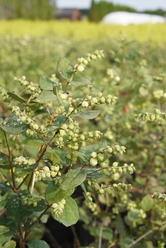 Schneebeere, Symphoricarpos door. "Magical Galaxy'", 4,6 Liter Topf, 50-60 cm hoch, 3er-Set - 4