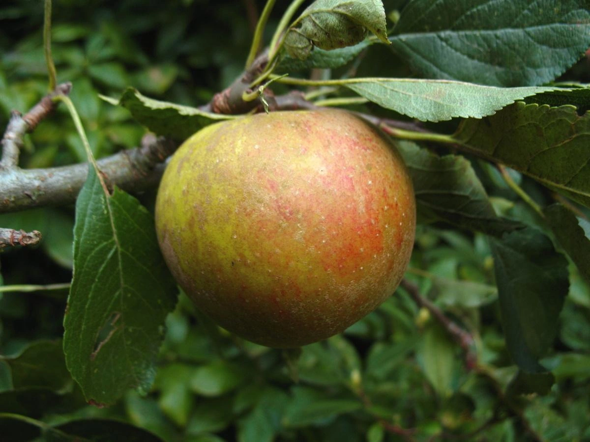 Apfel "Holsteiner Cox" Spindelbusch, im 5L-Container - 1
