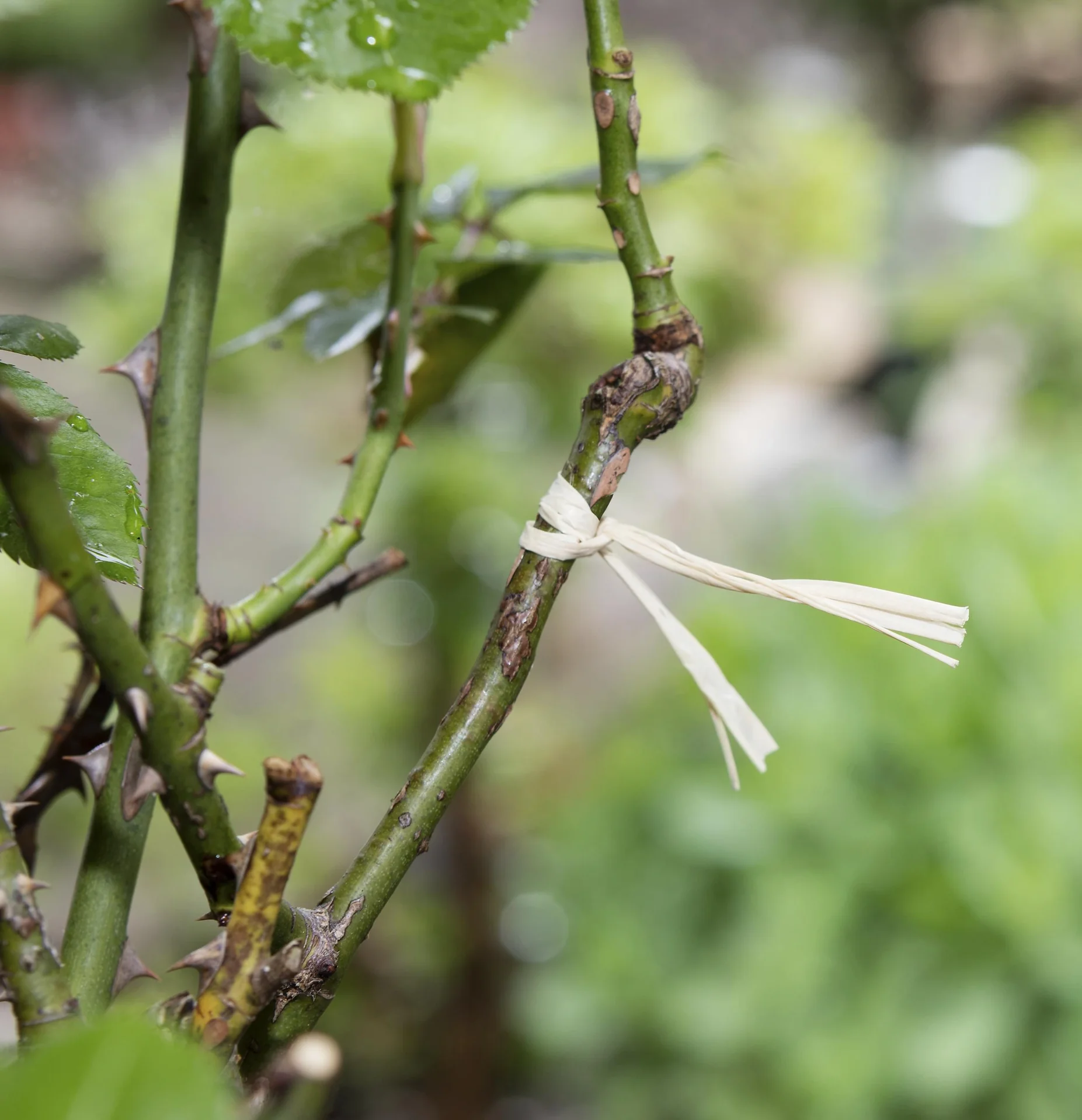 GartenMeister Veredelungs-Set mit 2 Ersatz- Omega- Messern, Veredlungsband 10 Stück - aus PE - 12