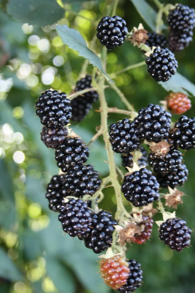 Brombeere "Theodor Reimerrs", 3,5L-Conatiner - 1