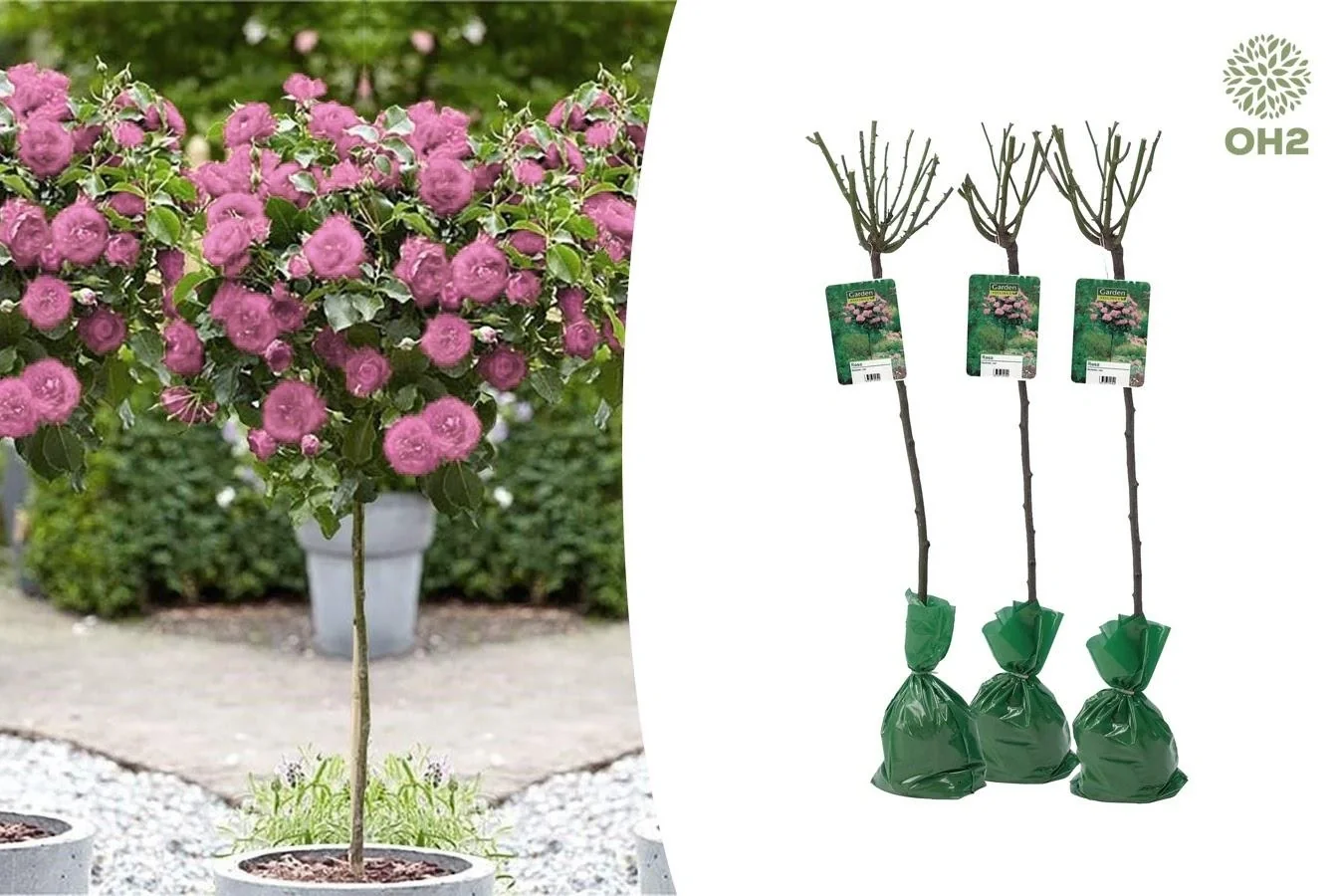 Blumenset mit 3 XXL-Rosen in Rosa 120-140 cm - 1