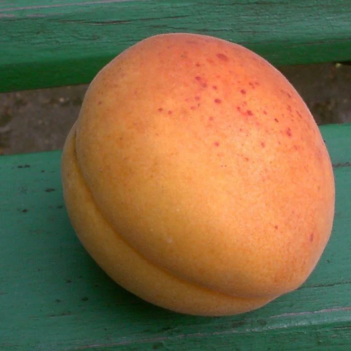 Aprikose "Hargrand", 10L-Container, festfleischig, fein säuerlich - 1