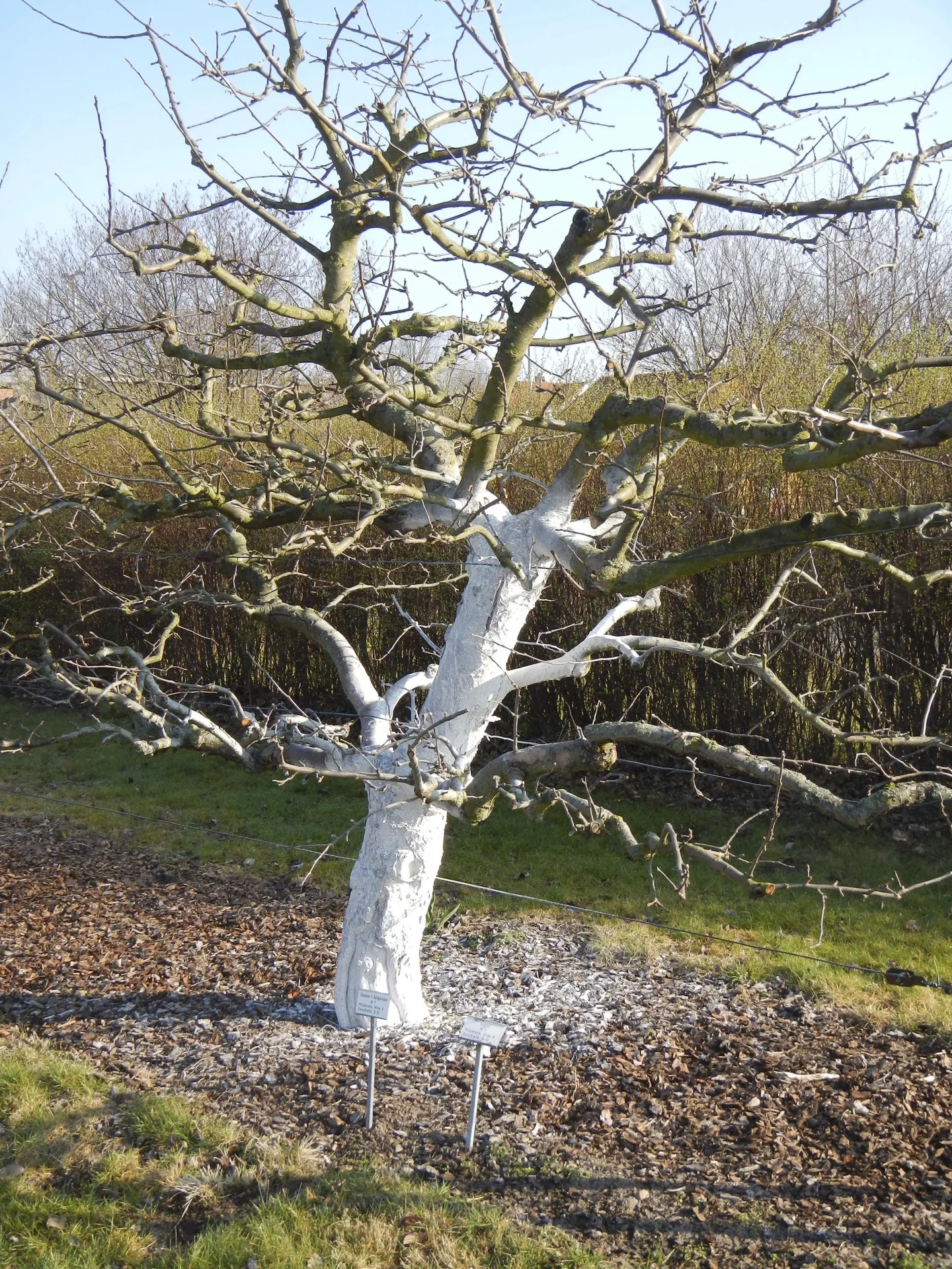 Weißanstrich für Obstbäume, 1 kg - 2