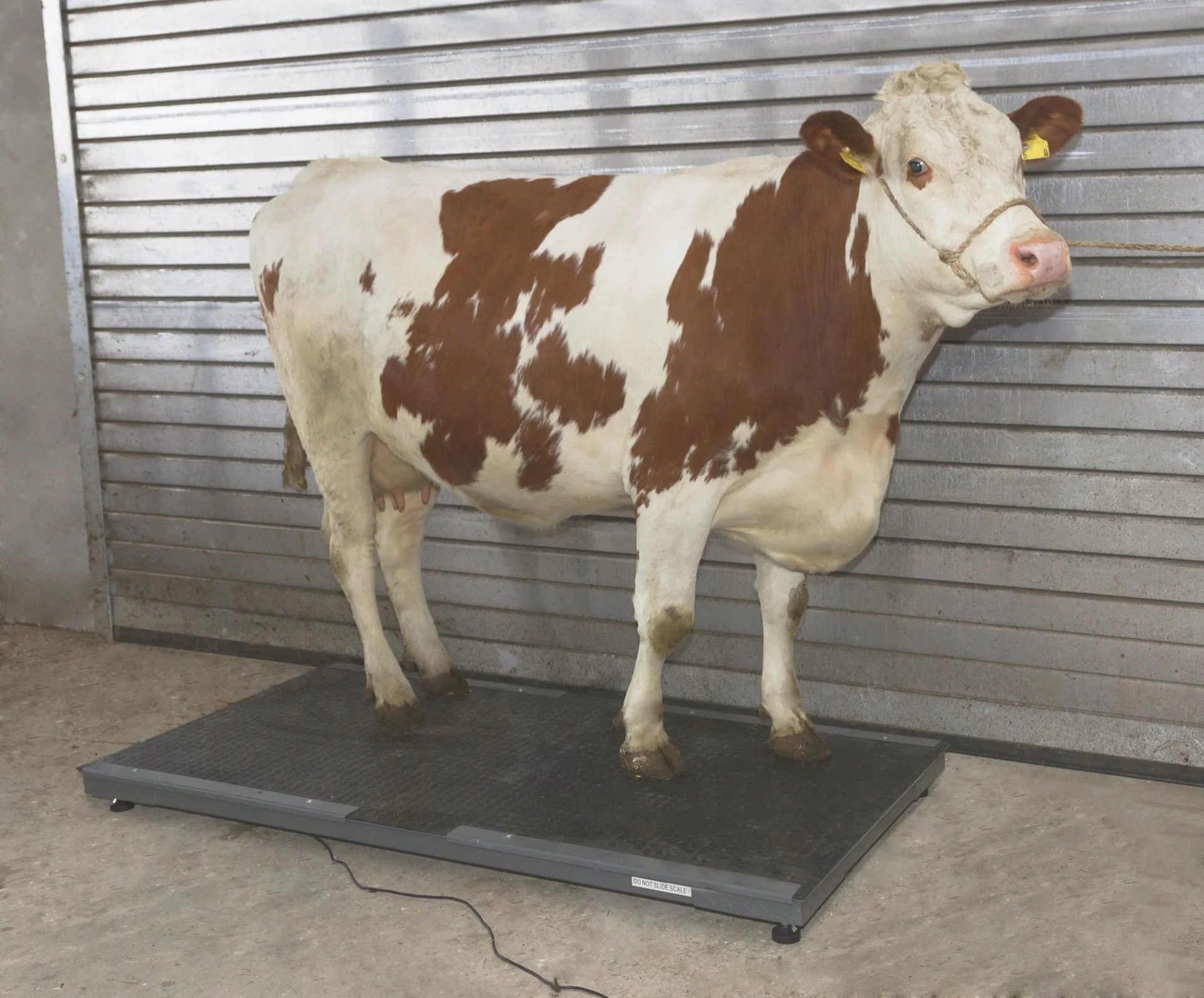Tierwaage PS3000 bis 1500 kg - 3