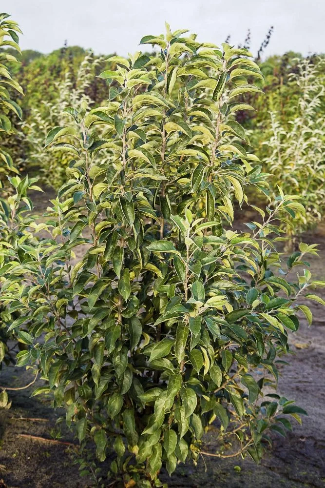 Zierapfel Red Sentinel Malus - 7 L Topf 80-100 cm - 3