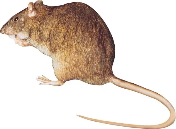 Holz Rattenfallen - 10 Stück - 2