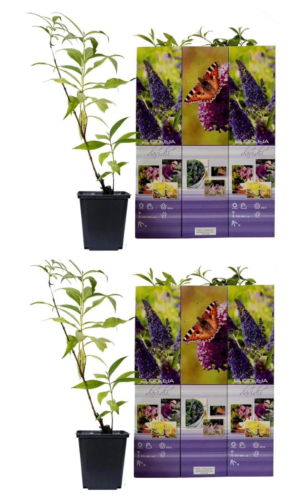 Flower-up 6er-Set Schmetterlingsbüsche 30-40 cm - 1