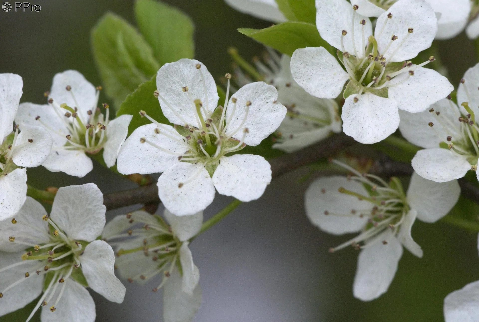SchleheSchwarzdorn Prunus spinosa - 7.5 L Topf 60-80 cm - 2