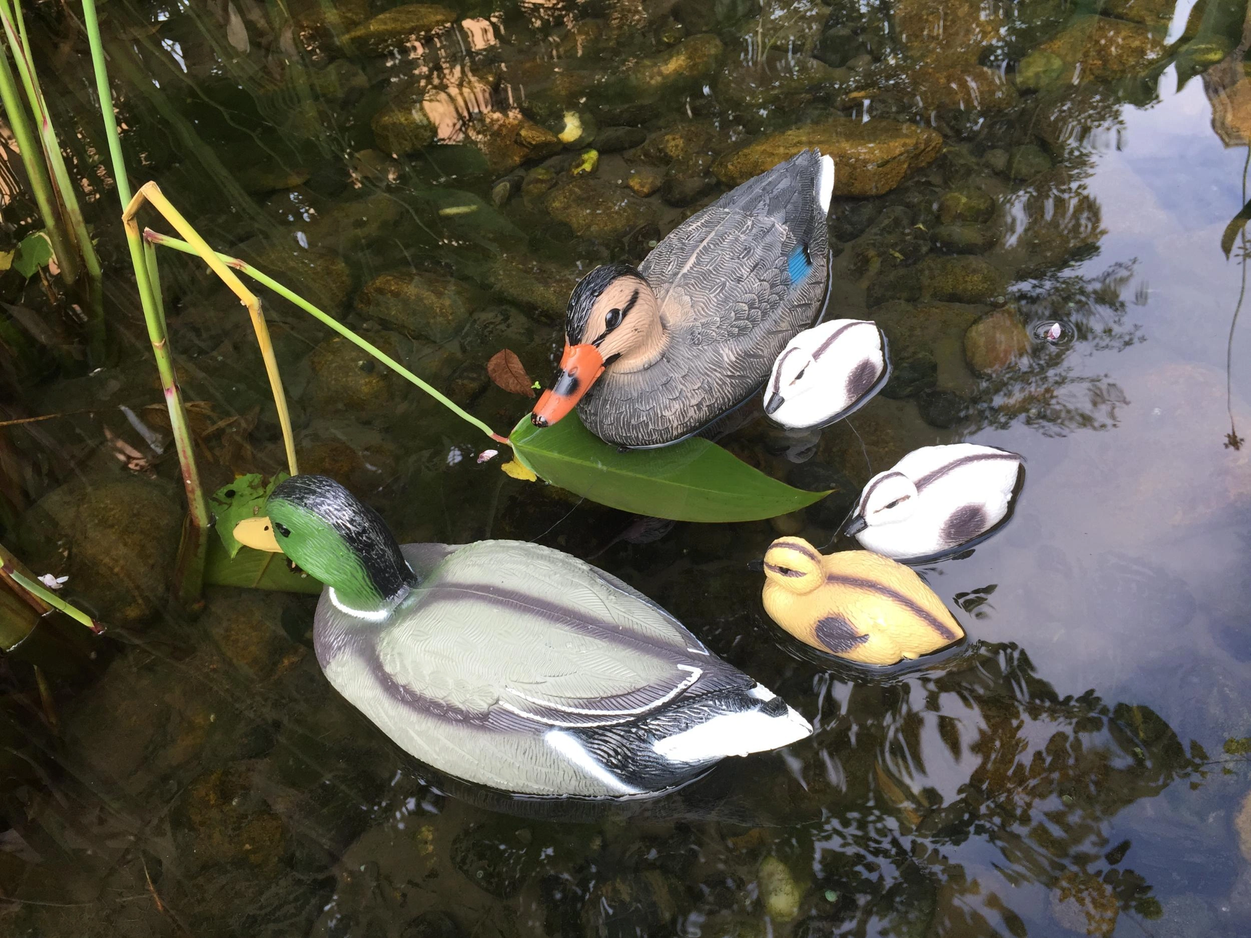 Entenfamilie - 2