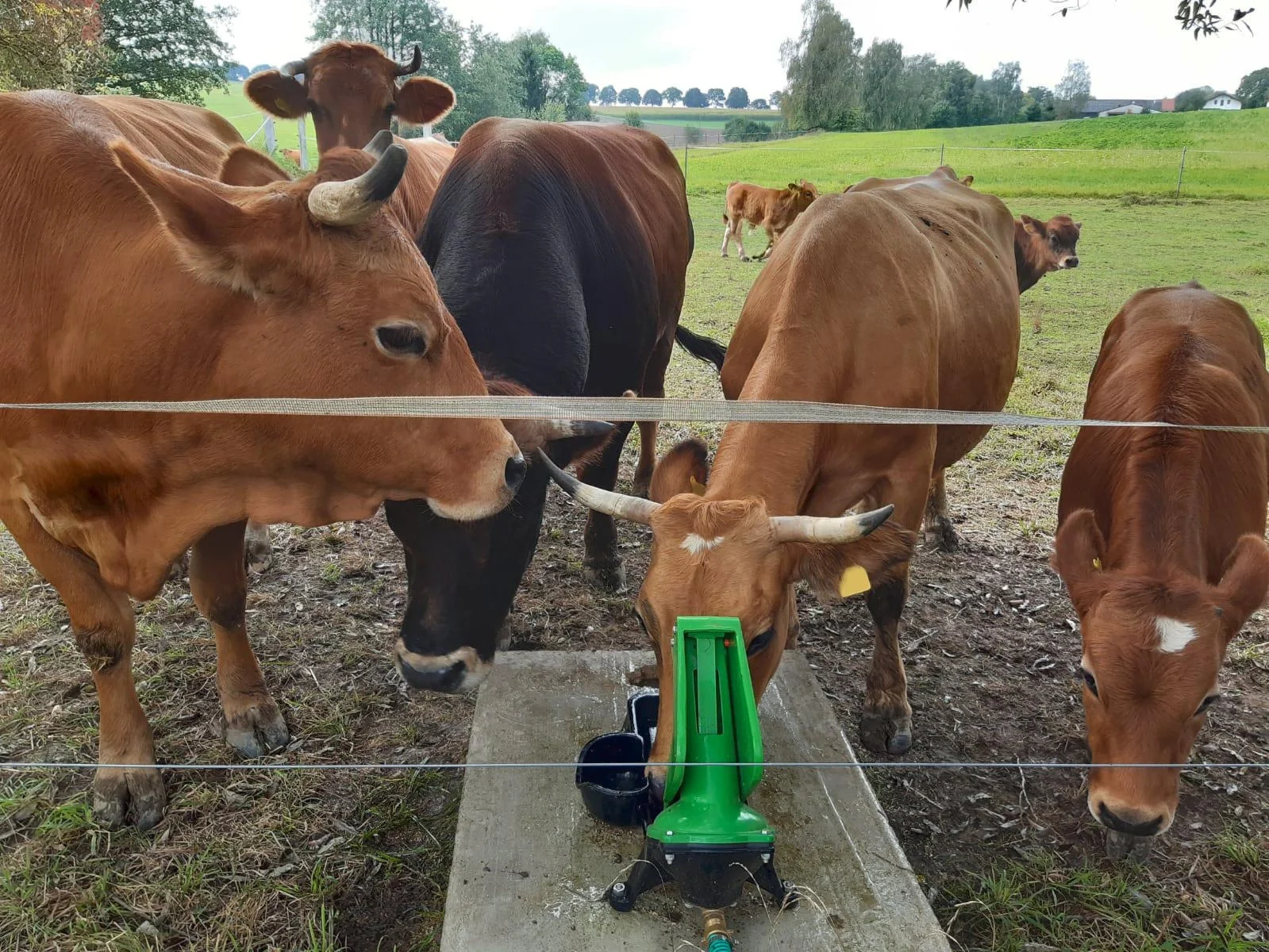 Weidepumpe P100 Duo mit Doppelhub und 1"-Anschluss - 5