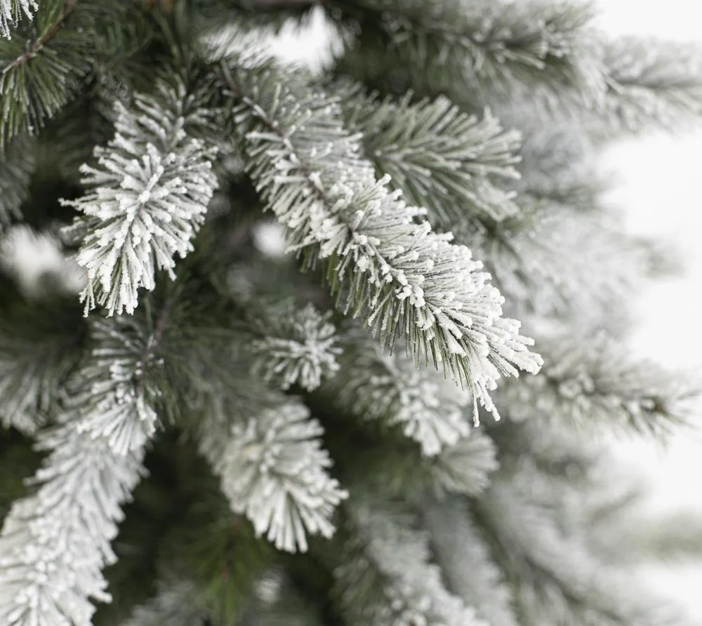 Weihnachtsbaum Fichte Frost 150 cm - 7