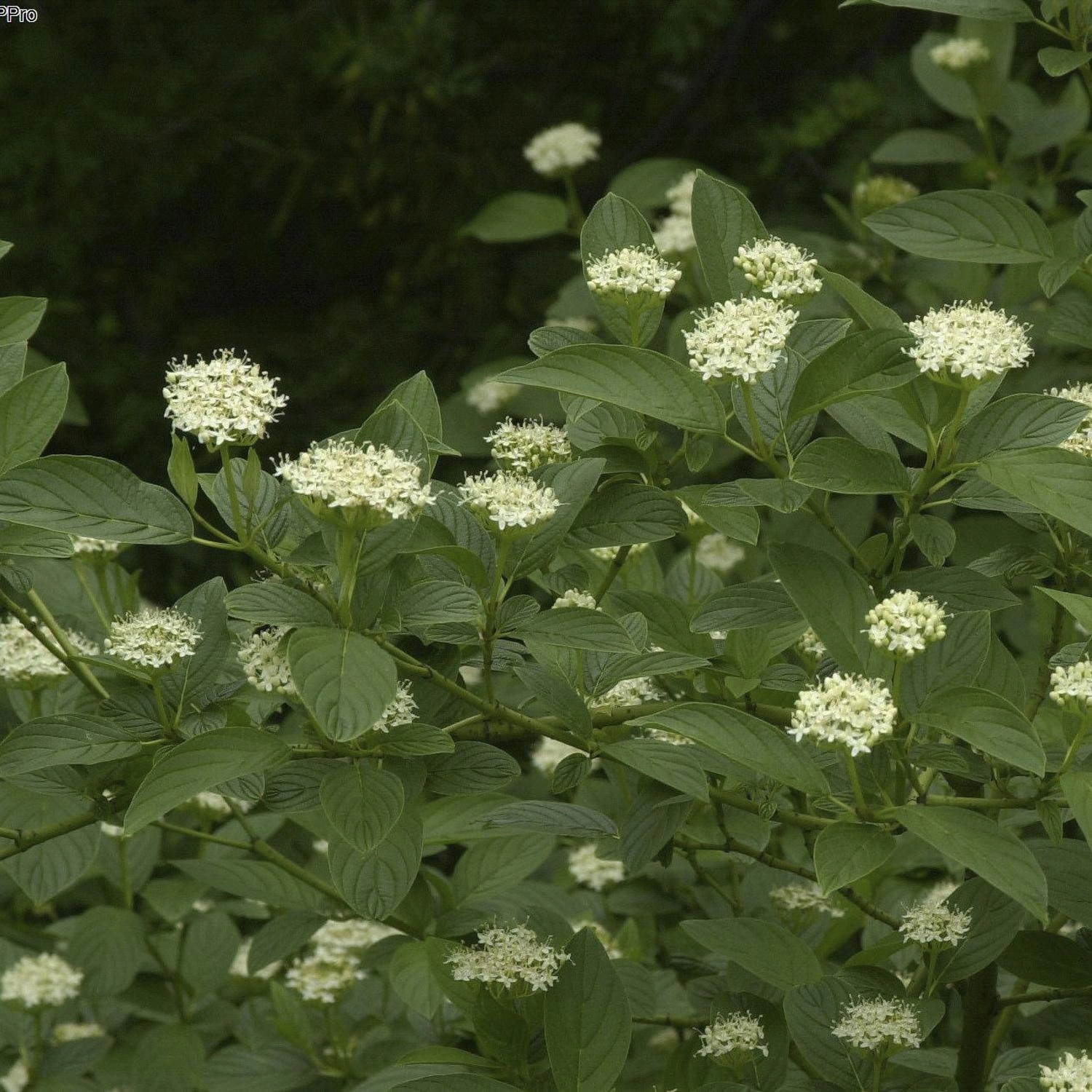 Gelbholz-Hartriegel Flaviramea - Cornus sericea - 12 L Topf 100-125 cm - 1