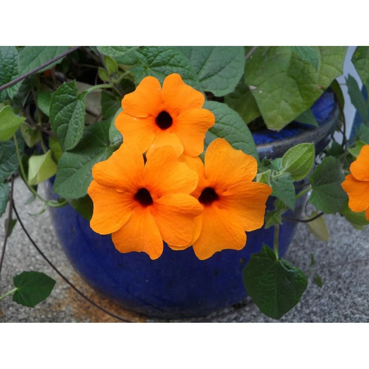 Blühende Thunbergia Set - 6 Stück - 30-38 cm - 3