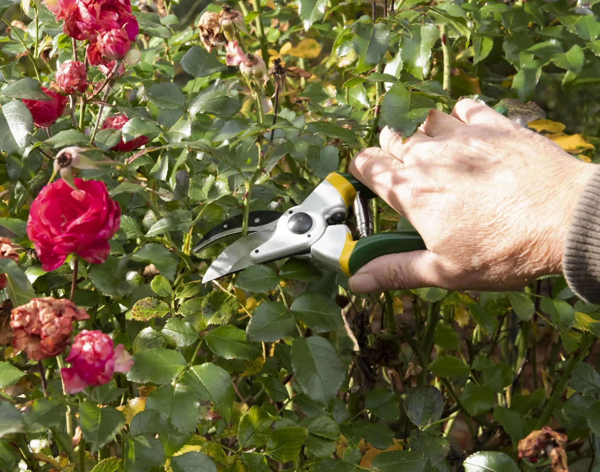 Einhand-Gartenschere, Classic - 8