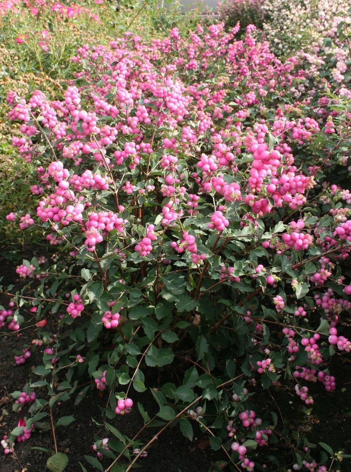 Schneebeere, Symphoricarpos door. "Magical Candy'", 4,6 Liter Topf, 50-60 cm hoch, 3er-Set - 4