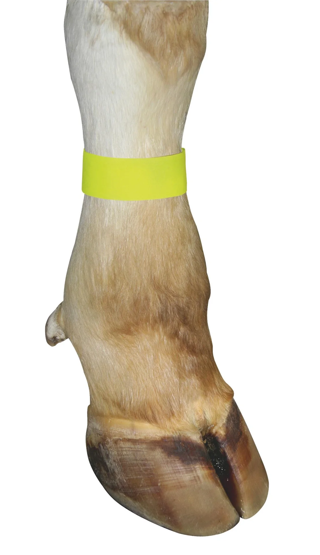 Markierungsbänder für Kühe, mit Klettverschluss, Farbe gelb, 10er Pack - 4