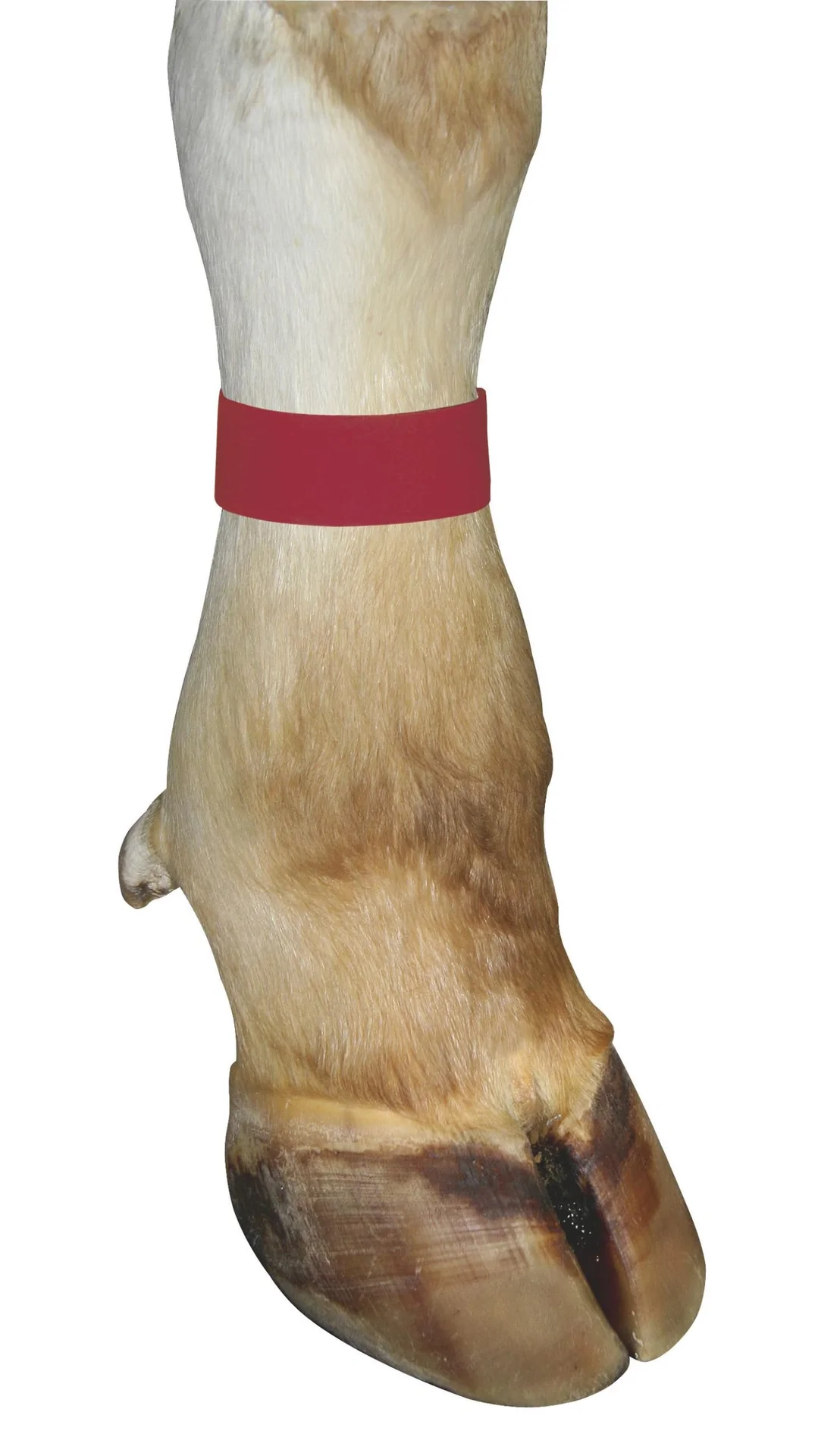 Markierungsbänder für Kühe, mit Klettverschluss, Farbe rot, 10er Pack - 2