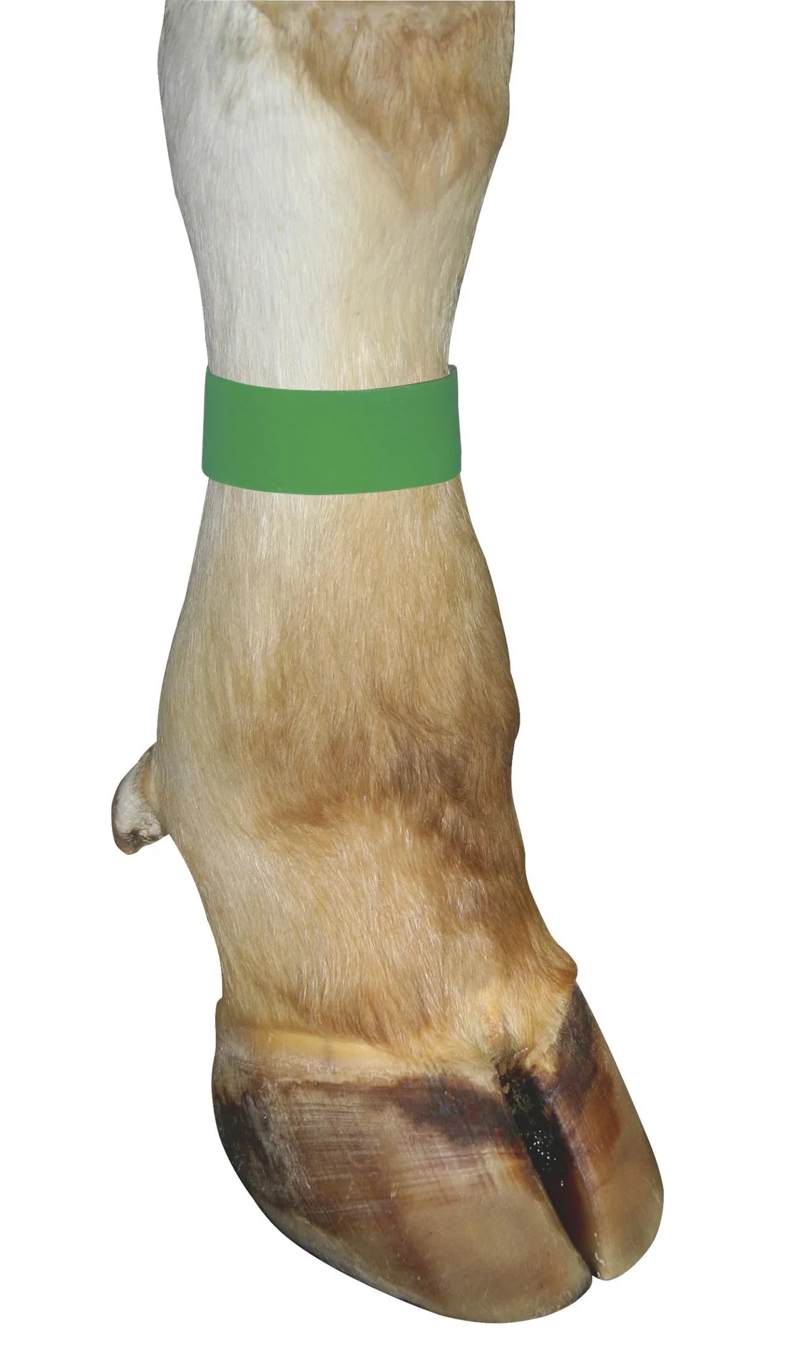 Markierungsbänder für Kühe, mit Klettverschluss, Farbe grün, 10er Pack - 2