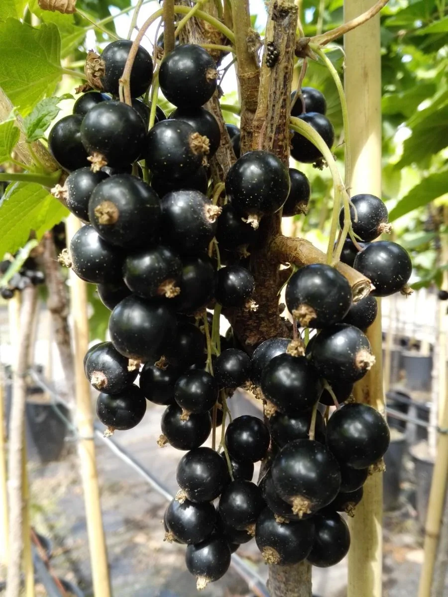 Johannisbeere schwarz "Titania" Busch, im 3,5L-Container - 2