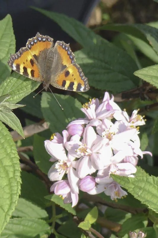 Deutzie Mont Rose - Deutzia hybrida - 7.5 L Topf 80-100 cm - 3