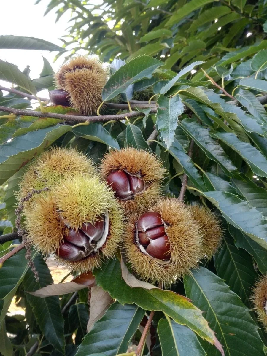 Essbare Kastanie Marone "Belle Epine", 7,5L-Container - 1