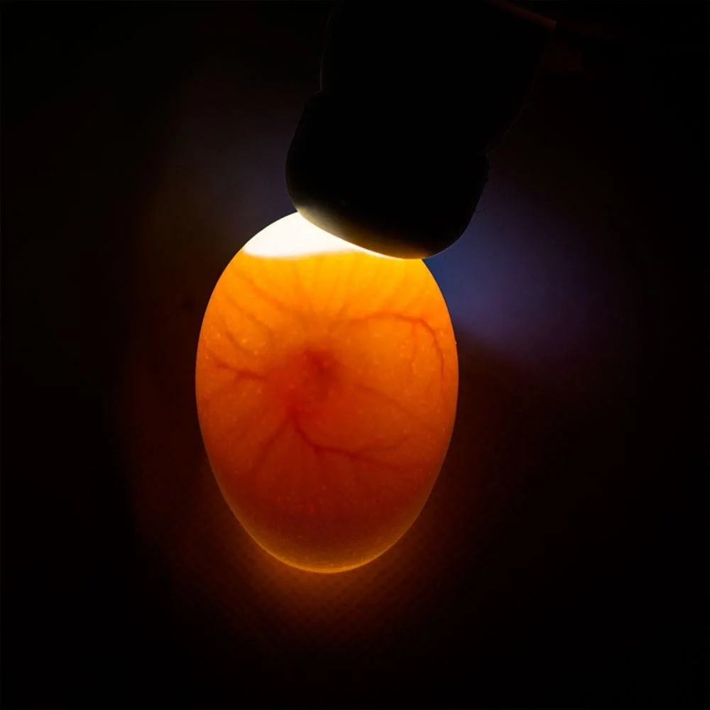 Schierlampe Powerlux mit Hochleistungs LED - 3