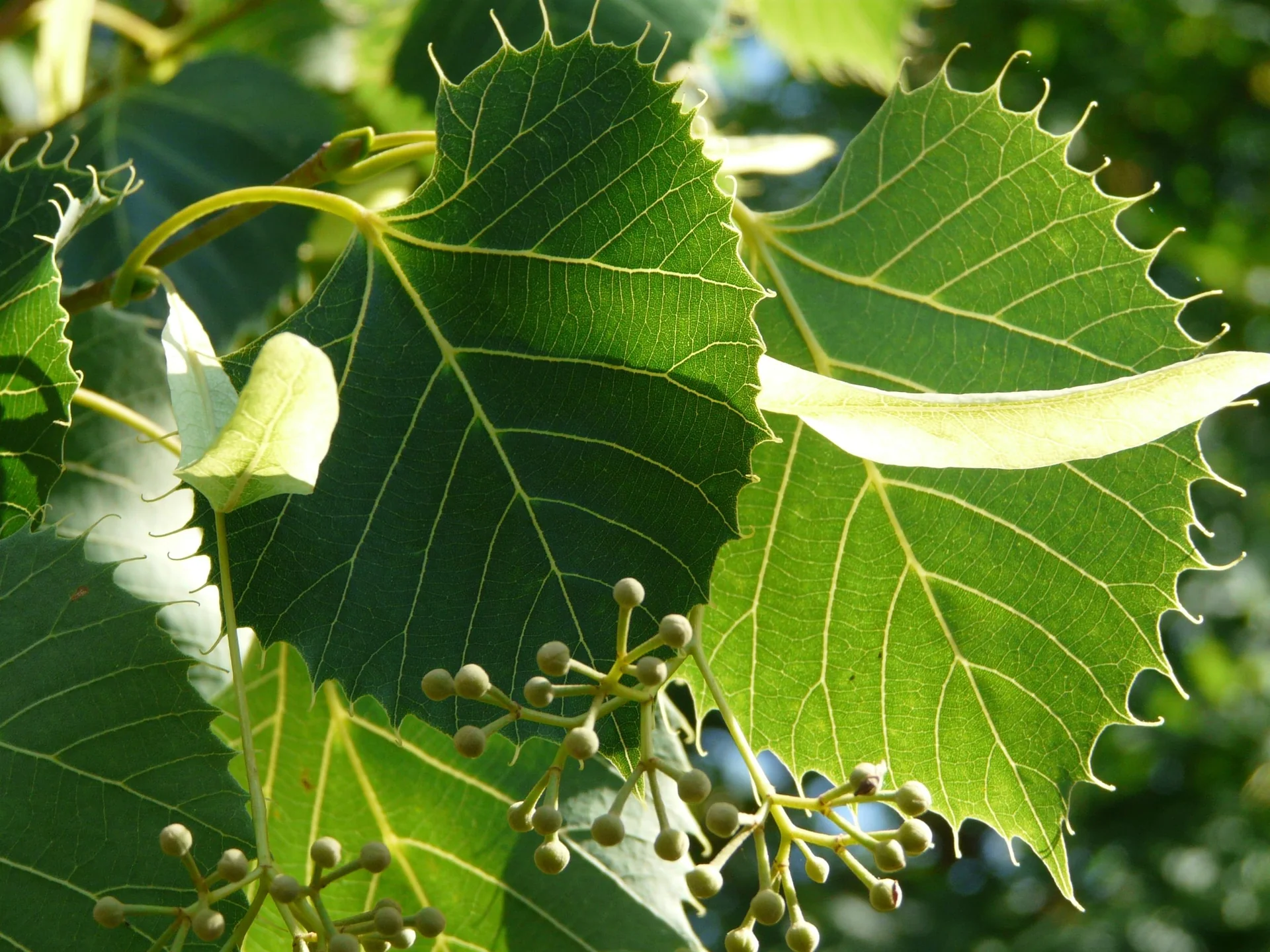 Henrys Linde Tilia henryana - 7 L Topf 80-100 cm - 2