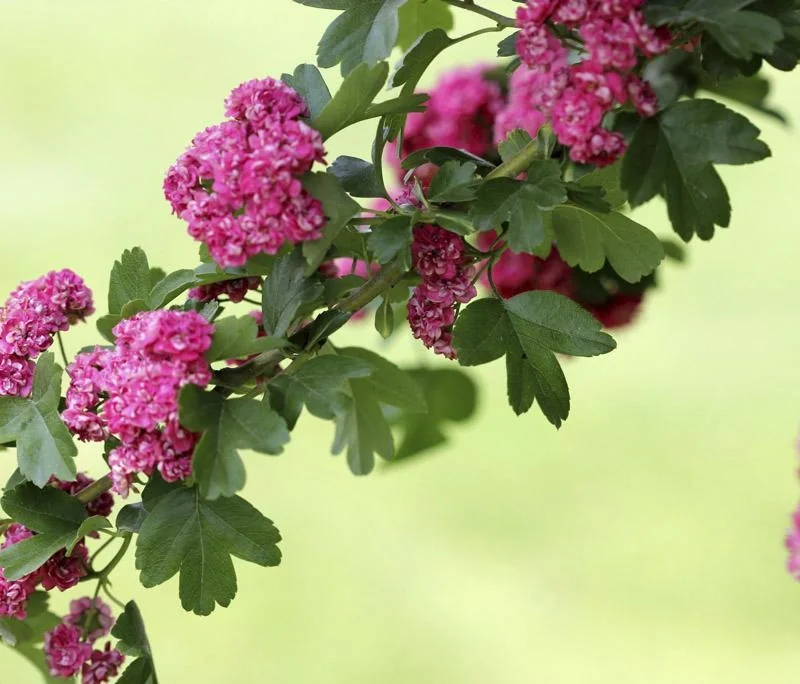 Rotdorn Paul´s Scarlet - Crataegus laevigata - 7 L Topf 80-100 cm - 2