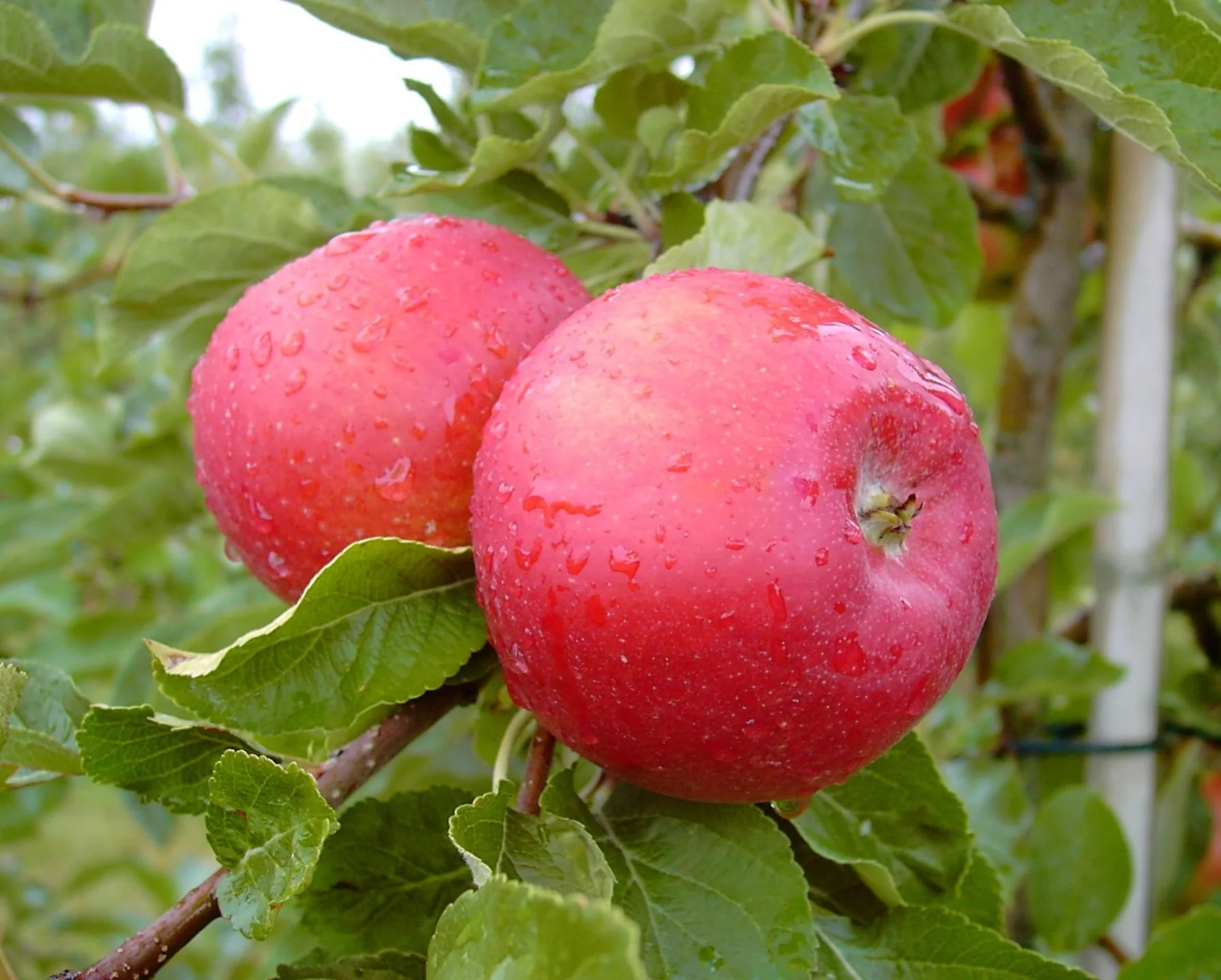 Apfel "Idared + Dülmener" 2 Sorten auf einem Stamm, im 10L-Container - 2