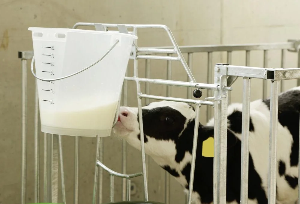 Kälber Tränkeeimer 8 l, weiß transparent - 4