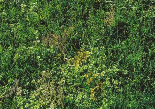 Rasenmäher Harke für Mäher mit Schnittbreite max. 32 cm - 6