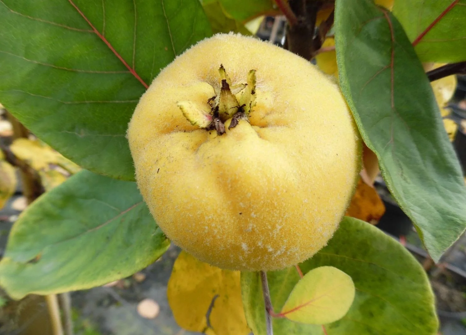 Quitte "Riesenquitte von Leskovac" Busch, 10L-Container - 1