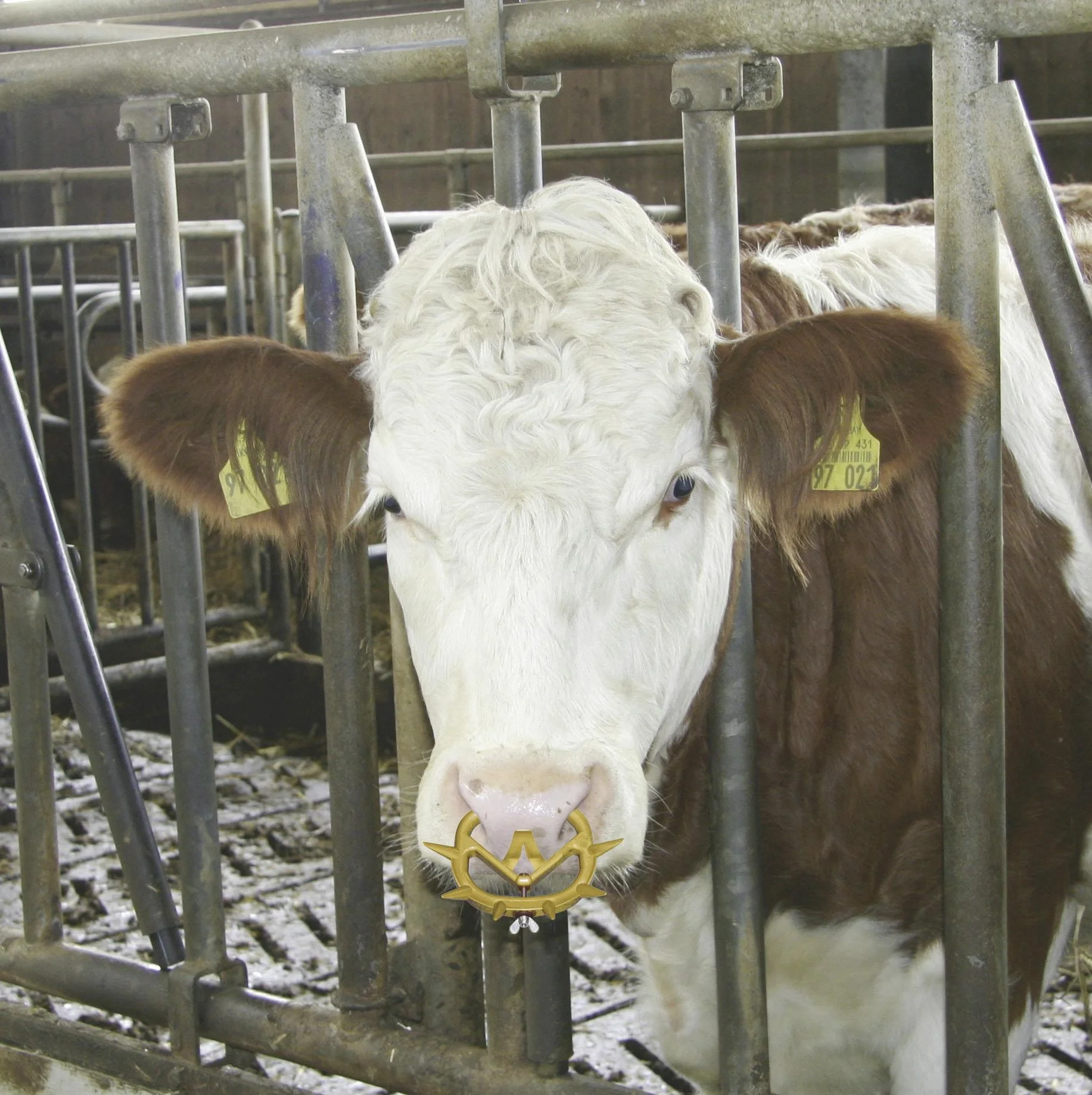 Viehsaugentwöhner Müller 2010, mittel - 2