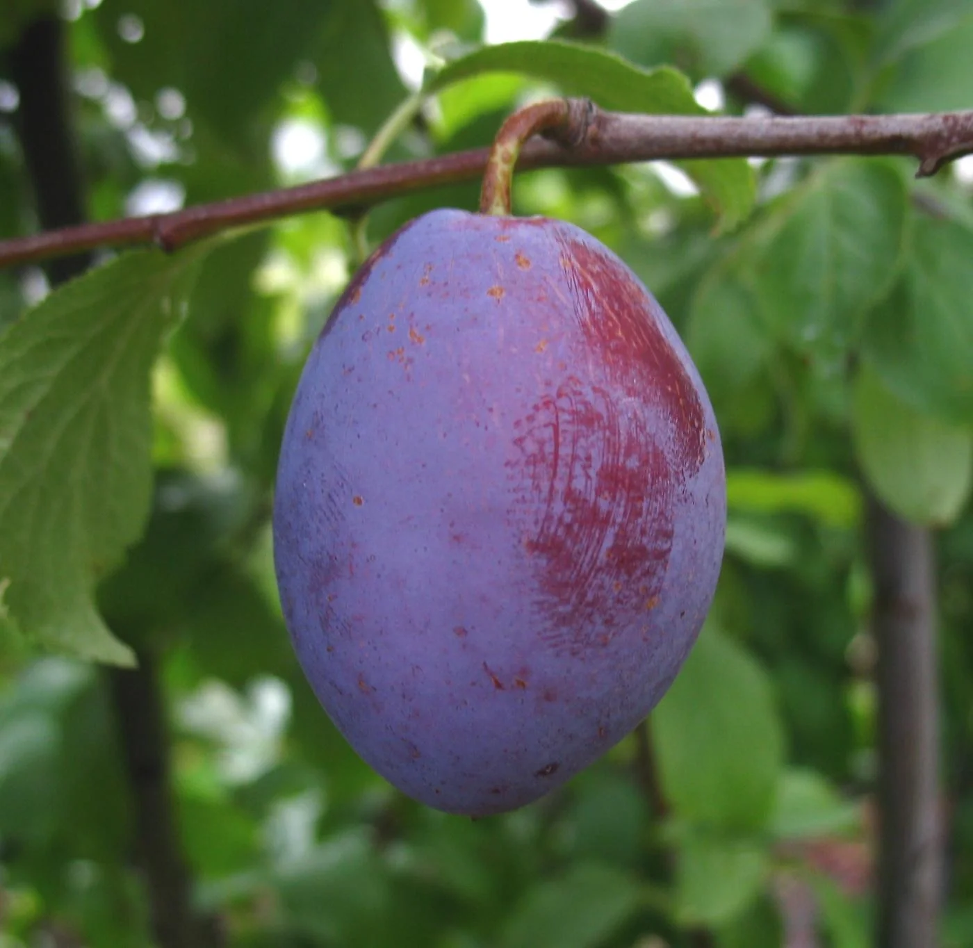 Pflaume "Cacaks Schöne" Busch, im 10L-Container, sehr saftig, gut steinlösend - 1