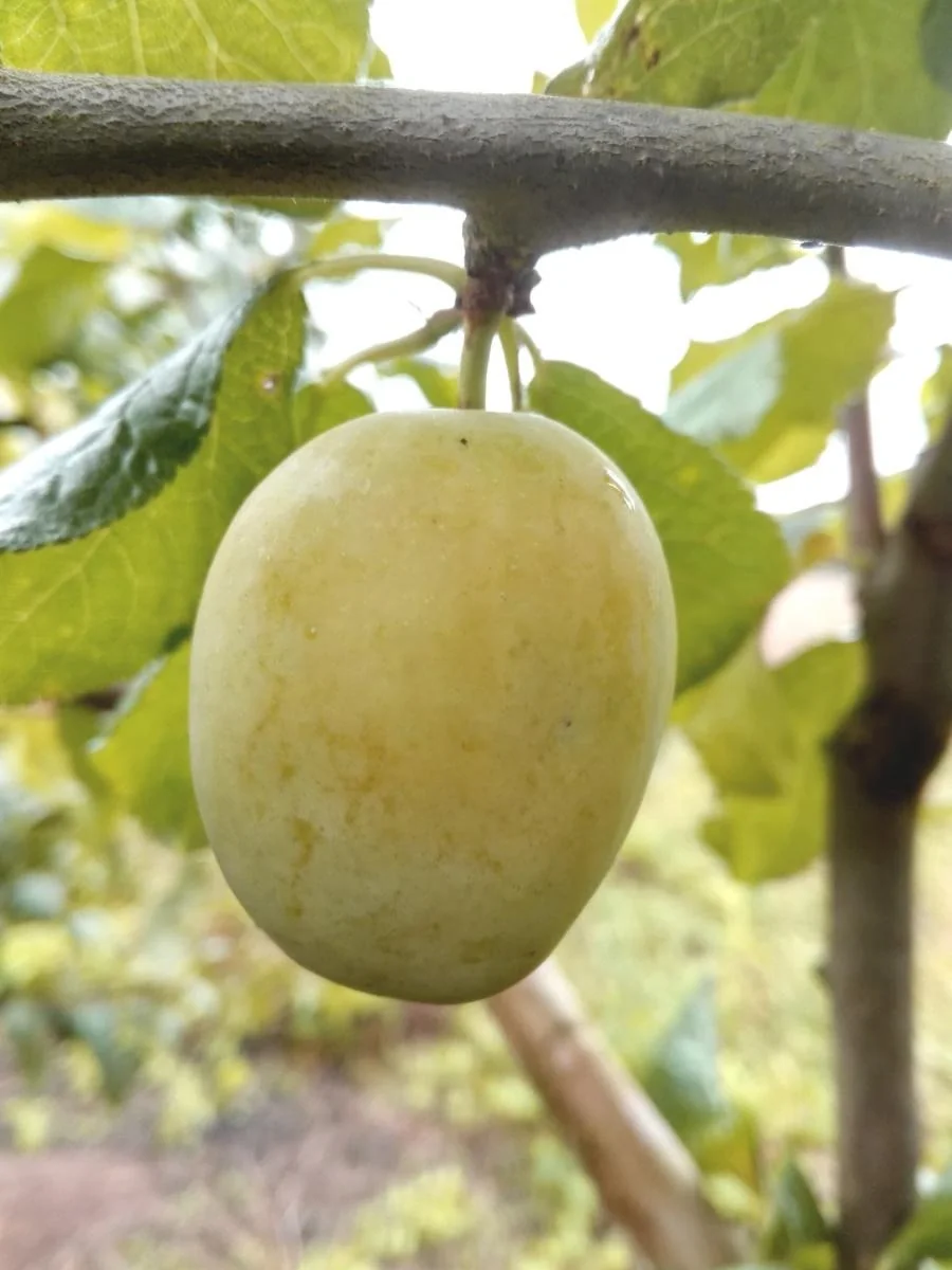 Pflaume "Gelbe Hauszwetsche" Busch, im 10L-Container, saftig, säuerlich-süß und sehr aromatisch - 1