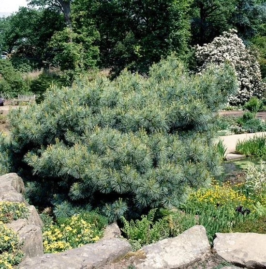 Seidenkiefer, Pinus strobus "Macopin", 7,5 Liter Topf, 30-40 cm hoch - 3