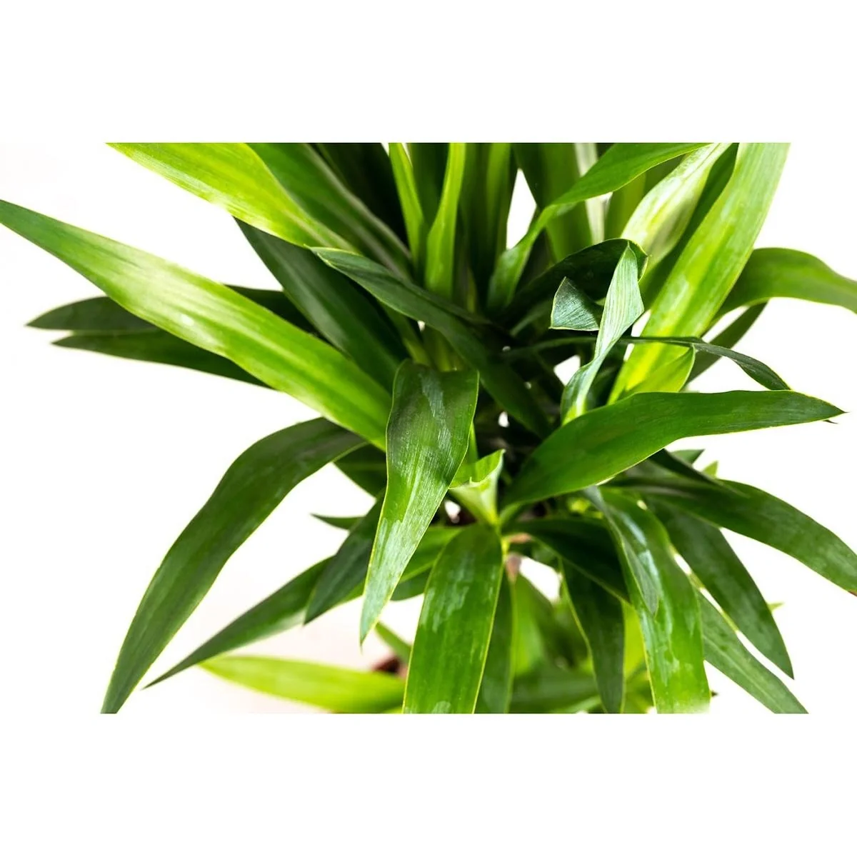 Aufblühende Arecapalme - Goldpalme - Dypsis Lutescens Areca - Groß - 65-70 cm - 1 Stück - 7