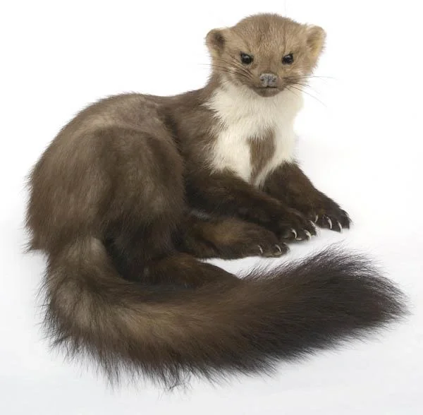 Anti-Marder-Spray 500 ml - 5